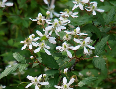 [More than a dozen flowers with long thin white petals at the ends of branches of green leaves decorate this shrub. At the center of each five-petal flower is a green berry to be with thin white fuzzies radiating around it.]